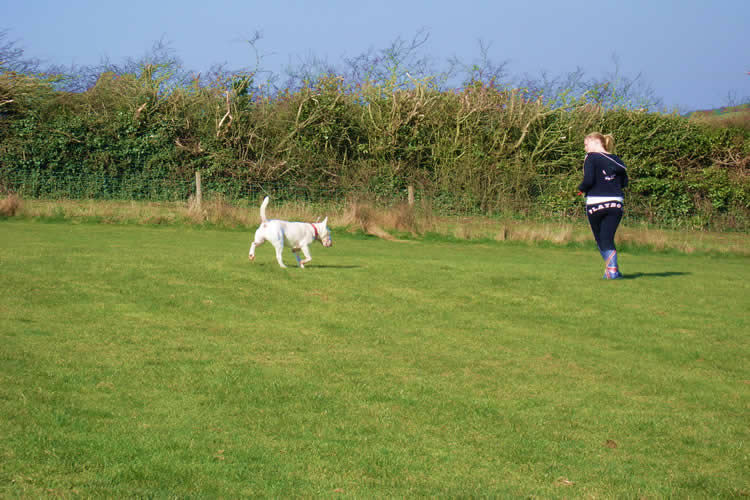 Valentines kennels  Weymouth