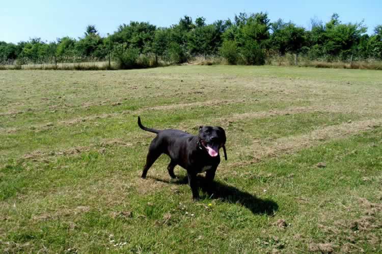 Valentines kennels  Weymouth