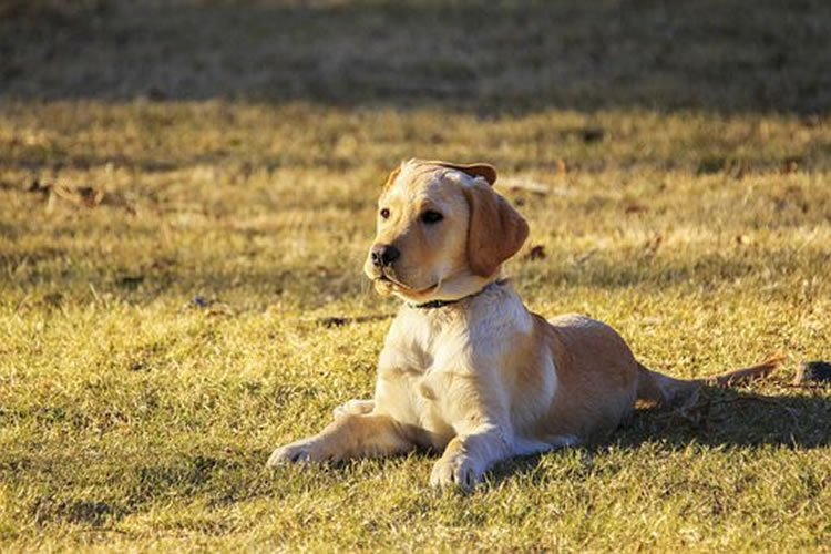 Dog boarding kennels Dorset