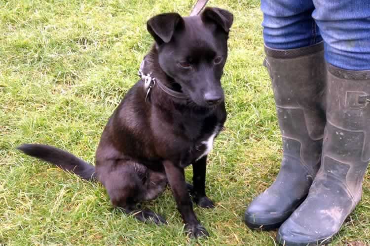 Valentines kennels  Weymouth