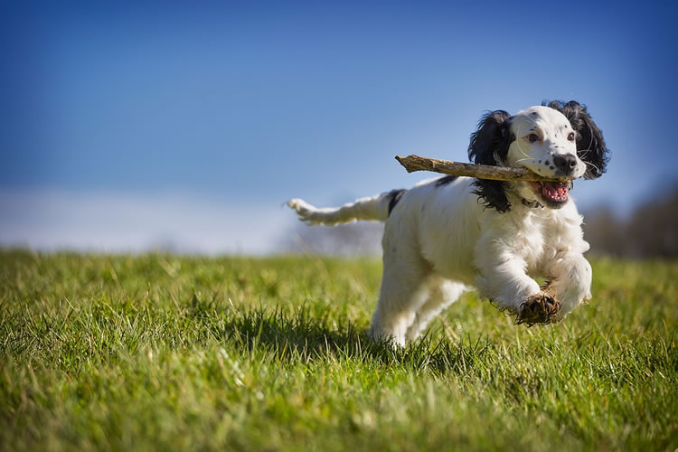 Valentines kennels  Weymouth