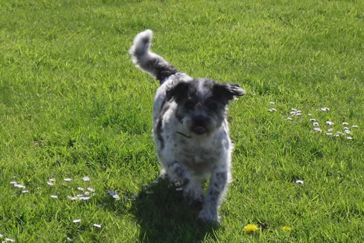 Valentines kennels  Weymouth