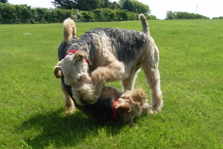 Valentines kennels  Weymouth