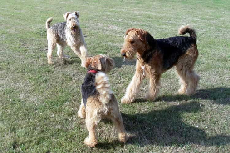 Valentines kennels  Weymouth