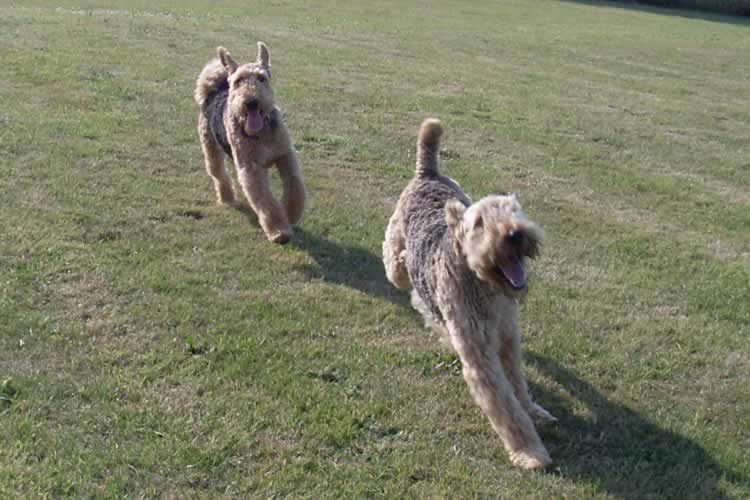 Valentines kennels  Weymouth