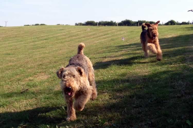 Valentines kennels  Weymouth