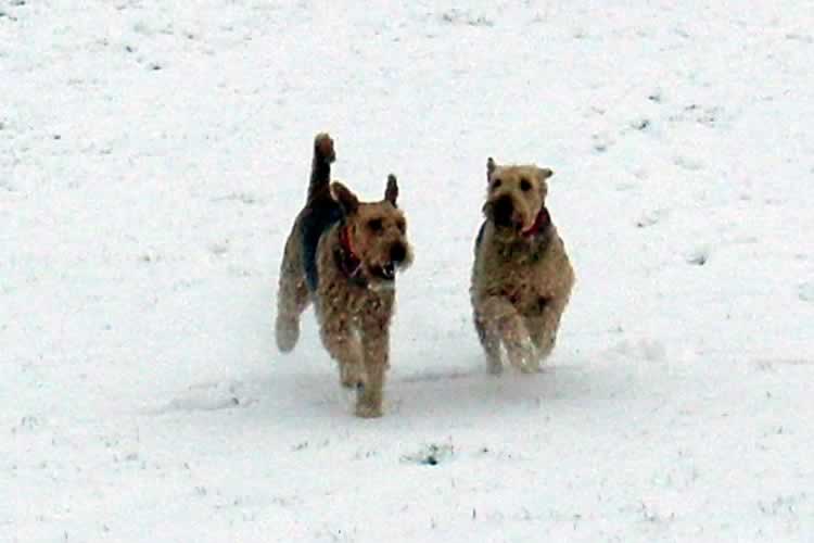 Valentines kennels  Weymouth