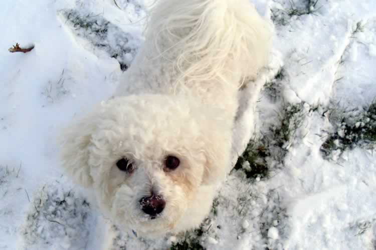 Valentines kennels  Weymouth