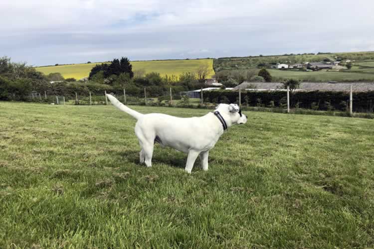 Dog boarding in Weymouth